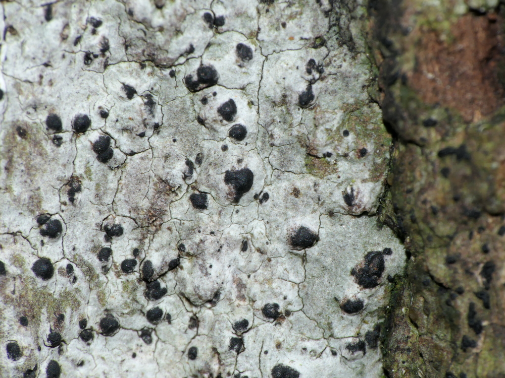 Acrocordia gemmata (door Henk-Jan van der Kolk)