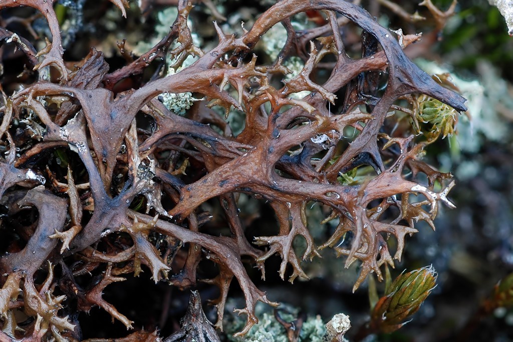 Cetraria aculeata (door Arjan de Groot)