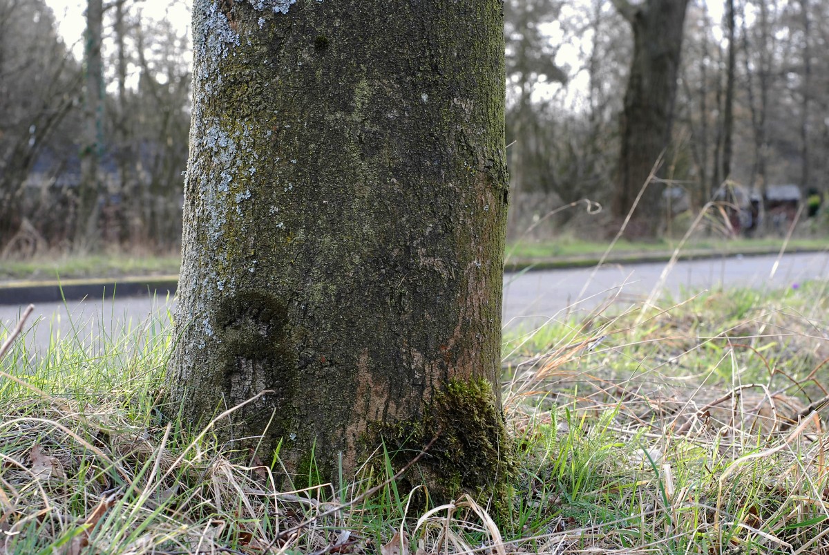 Bacidina adastra (door Arjan de Groot)