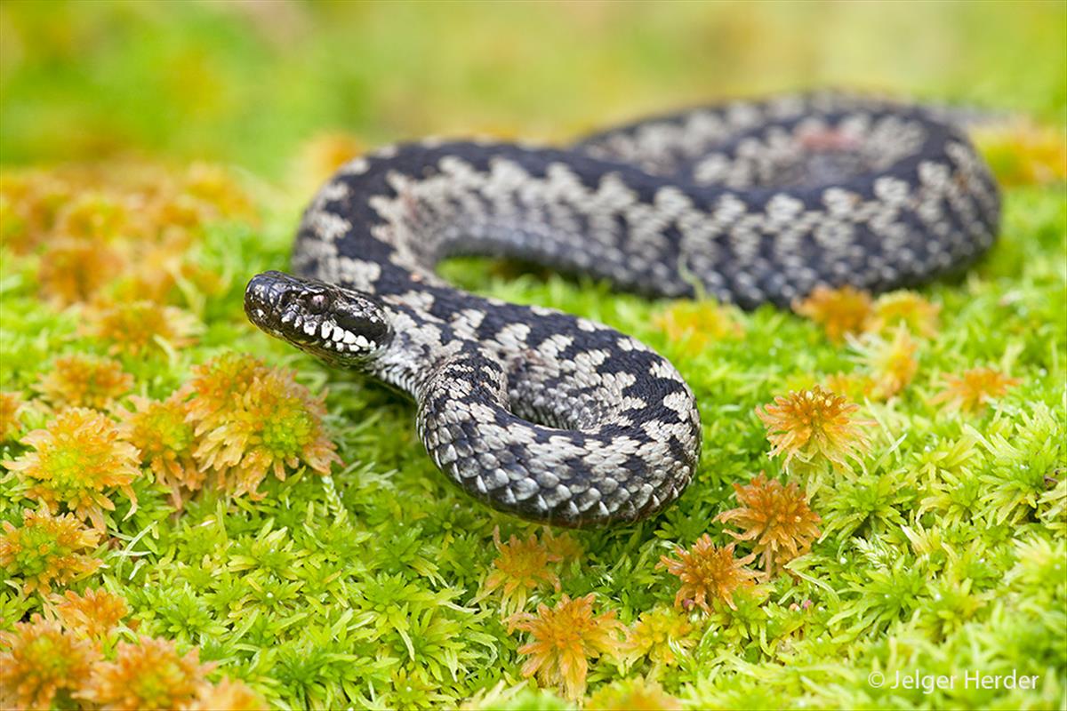 Vipera berus (door Jelger Herder)