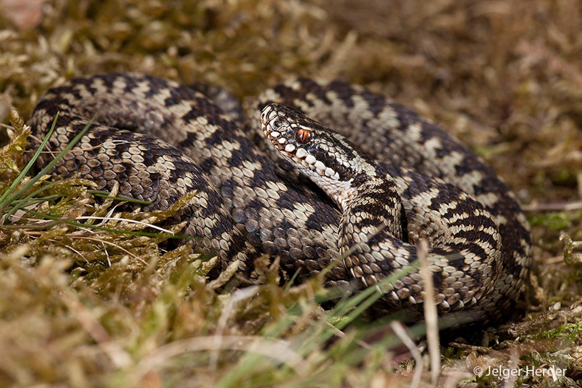 Vipera berus (door Jelger Herder)