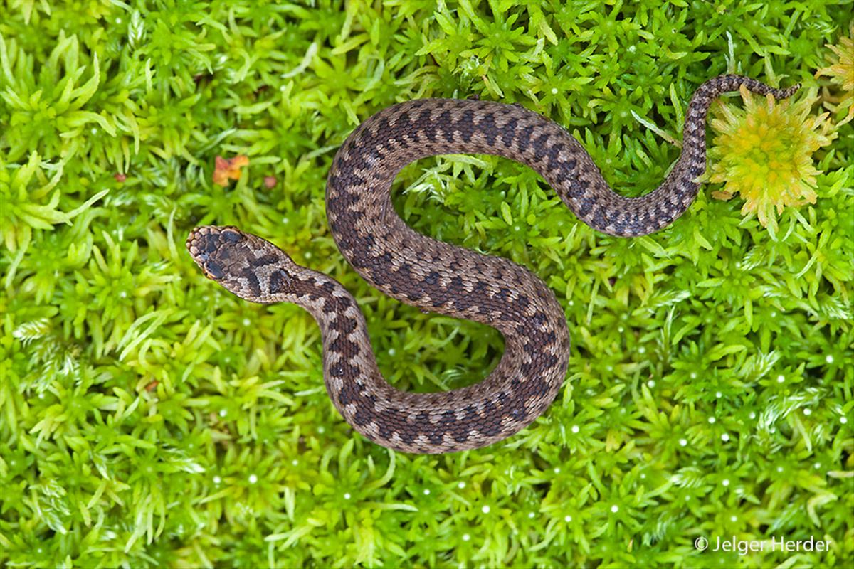 Vipera berus (door Jelger Herder)