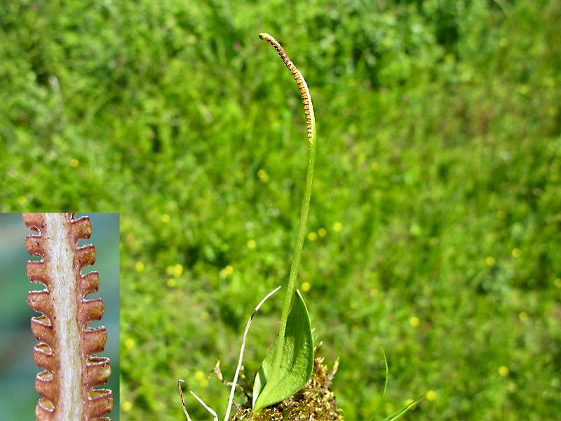 Ophioglossum vulgatum (door Grada Menting)