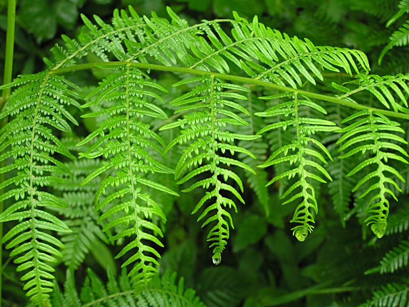 Pteridium aquilinum (door Grada Menting)