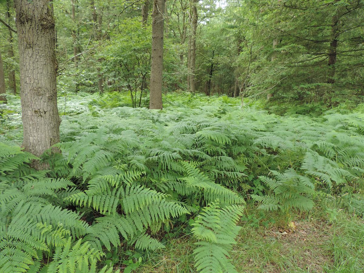 Pteridium aquilinum (door Wim van der Neut)