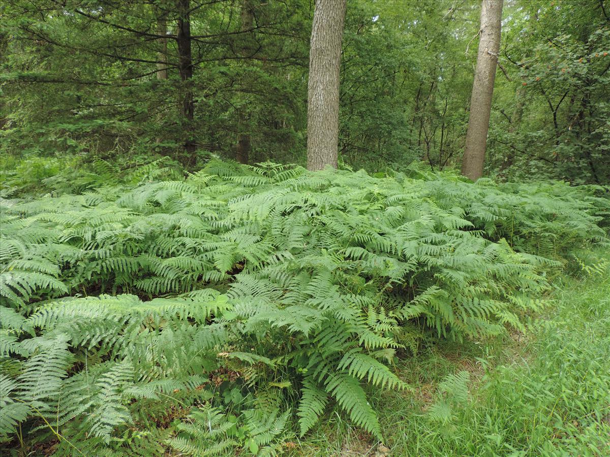 Pteridium aquilinum (door Wim van der Neut)