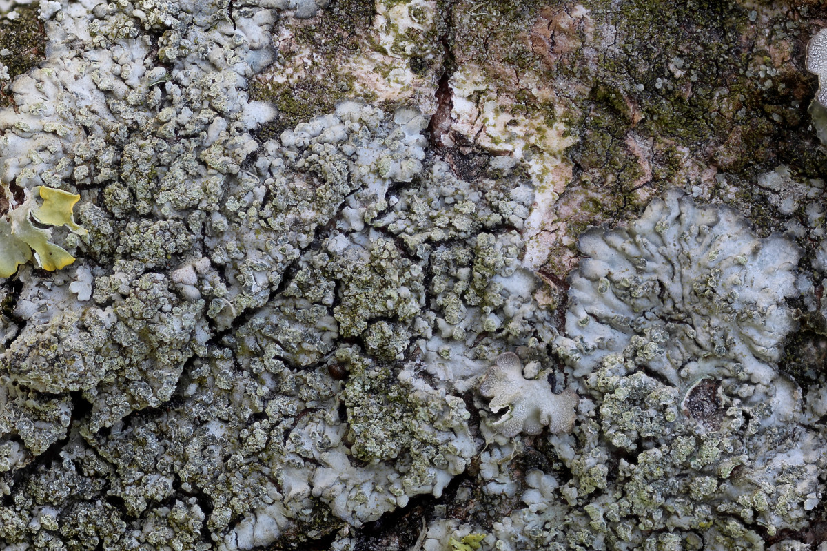 Hyperphyscia adglutinata (door Arjan de Groot)