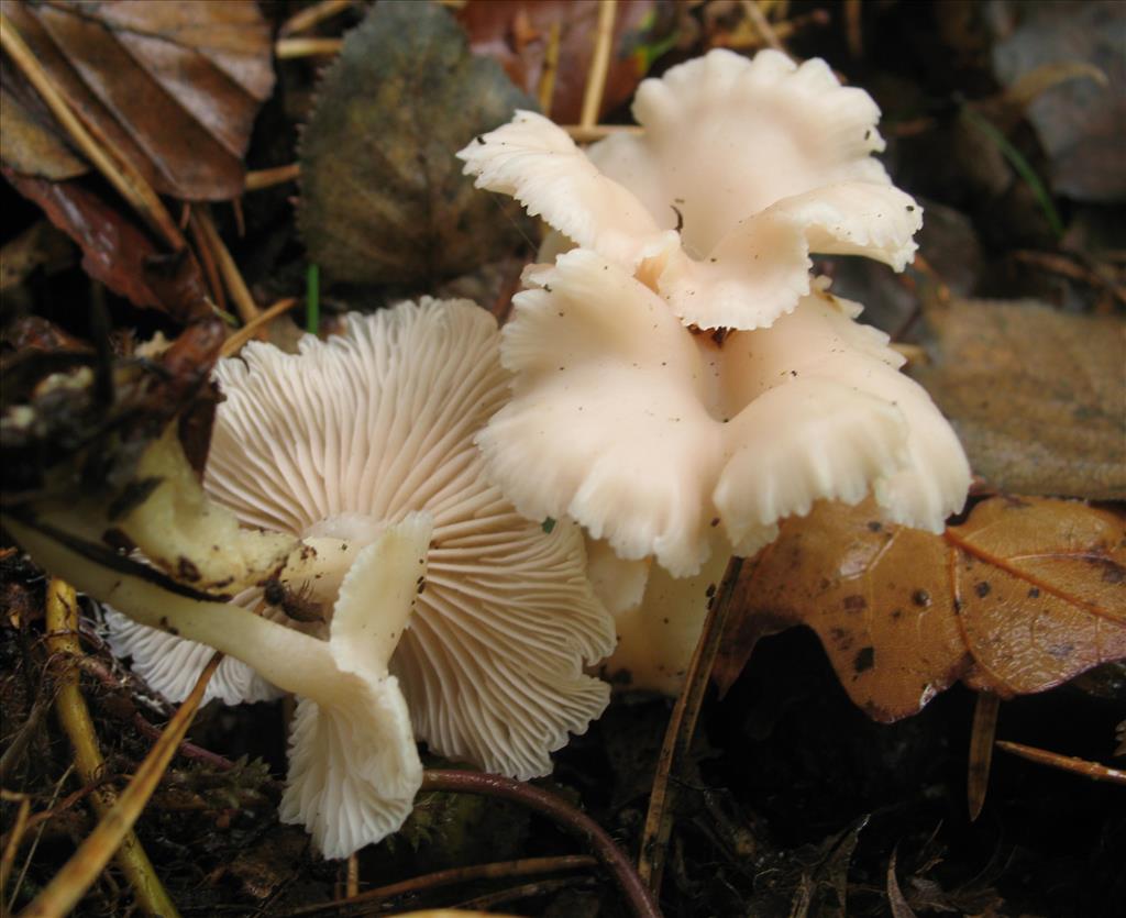 Clitocybe houghtonii (door Hannie Wijers)