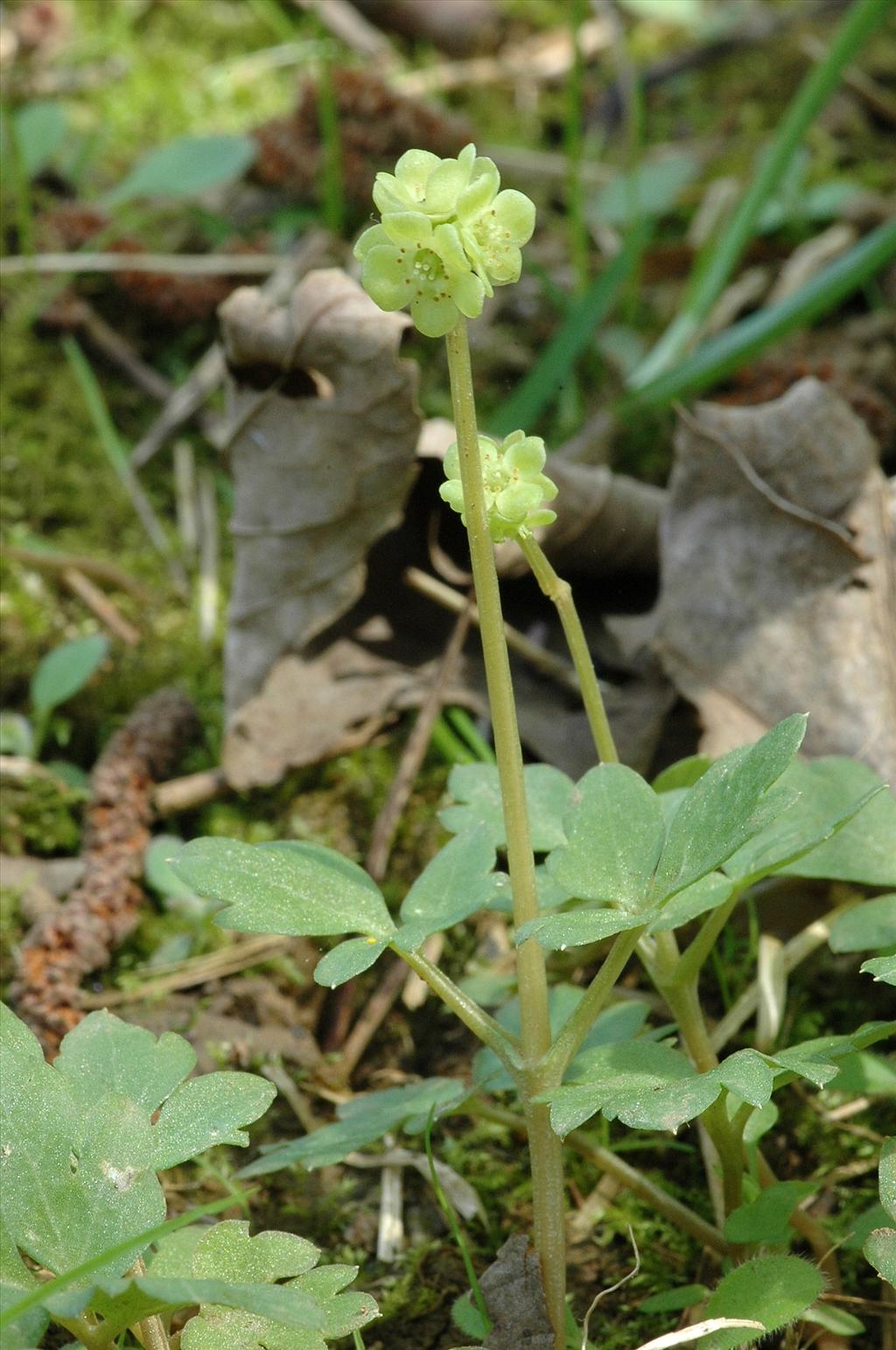 Adoxa moschatellina (door Bas Kers)