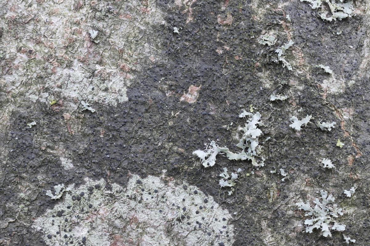 Porina aenea (door Sam Kafka)