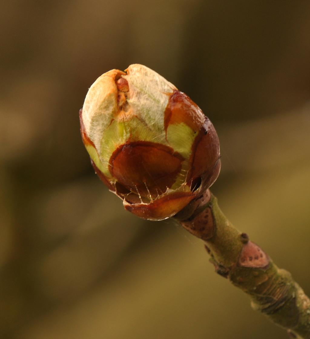 Aesculus hippocastanum (door Willie Riemsma)