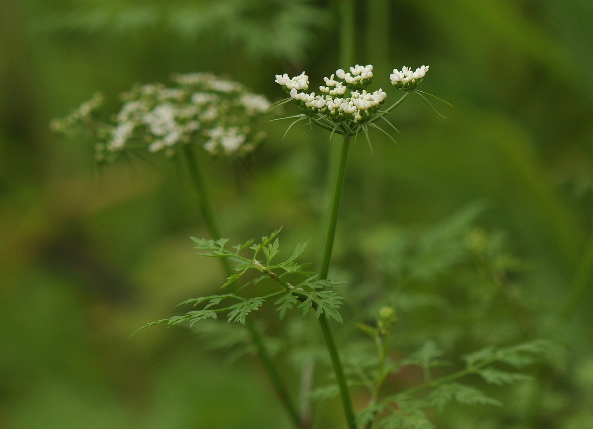 Aethusa cynapium (door Willie Riemsma)