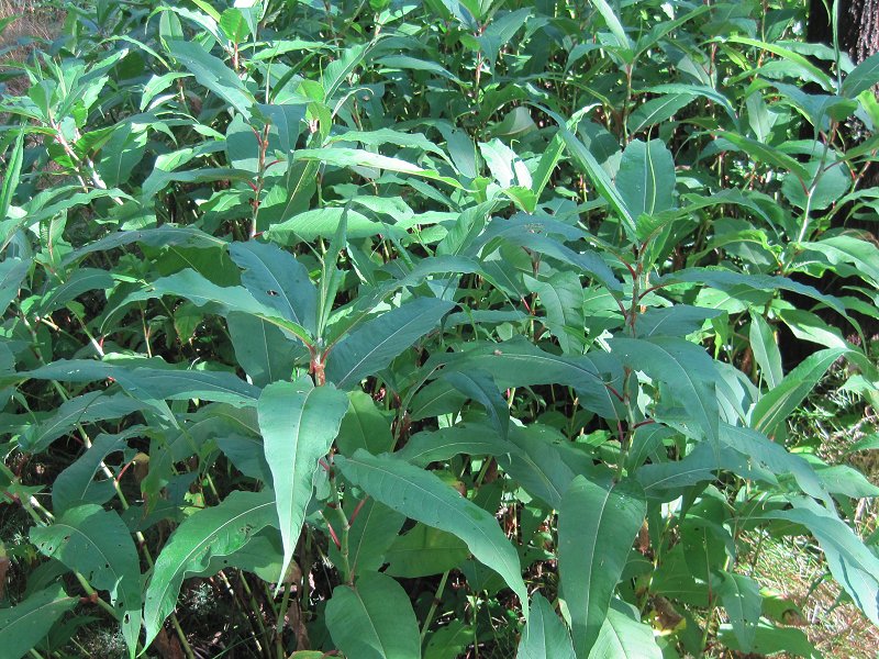 Persicaria wallichii (door Grada Menting)