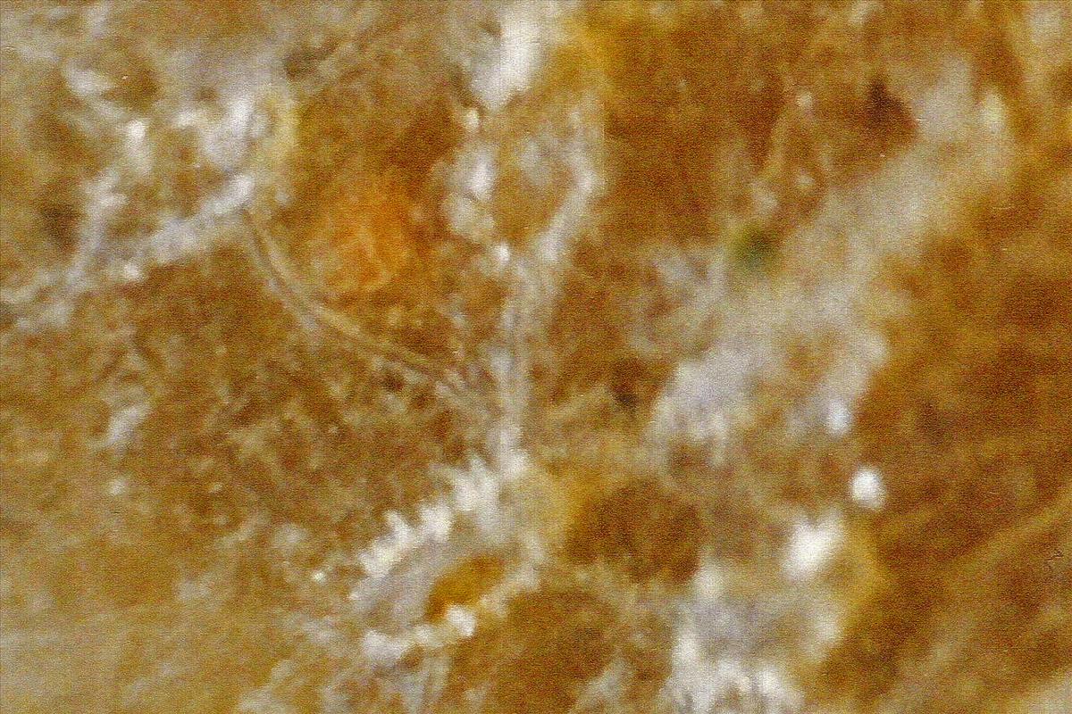 Arachnidium fibrosum (door Hans De Blauwe)