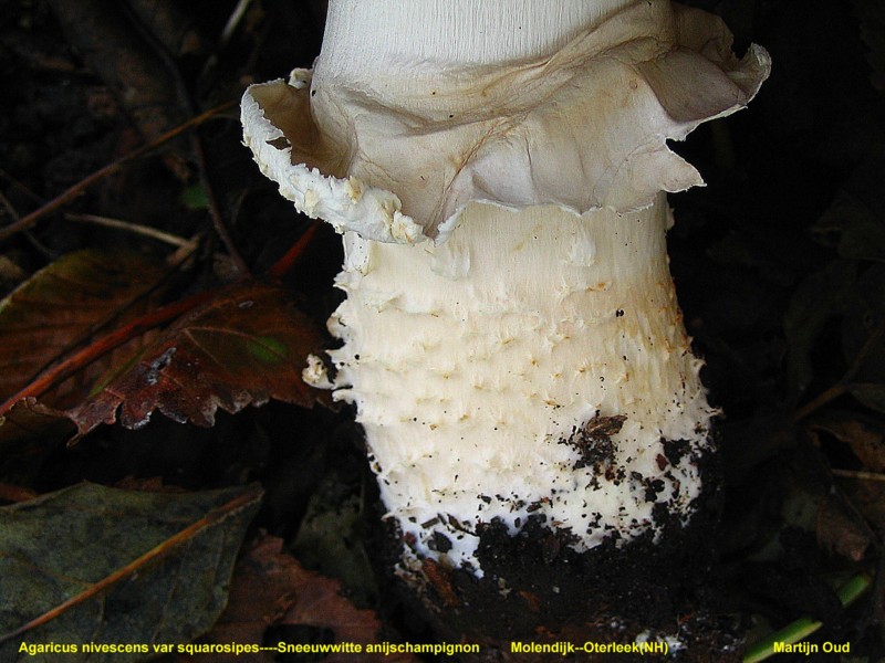 Agaricus osecanus var. squarrosipes (door Martijn Oud)