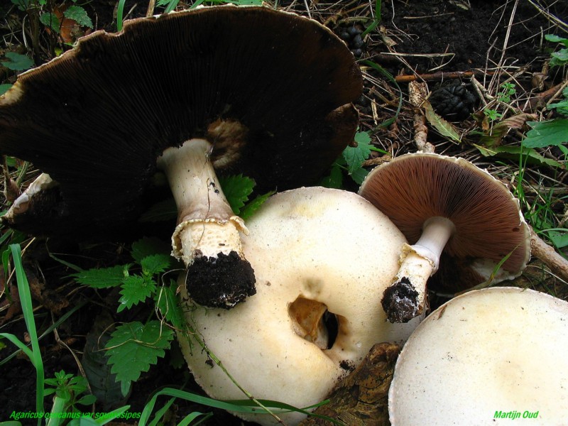 Agaricus osecanus var. squarrosipes (door Martijn Oud)