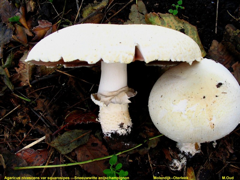 Agaricus osecanus var. squarrosipes (door Martijn Oud)