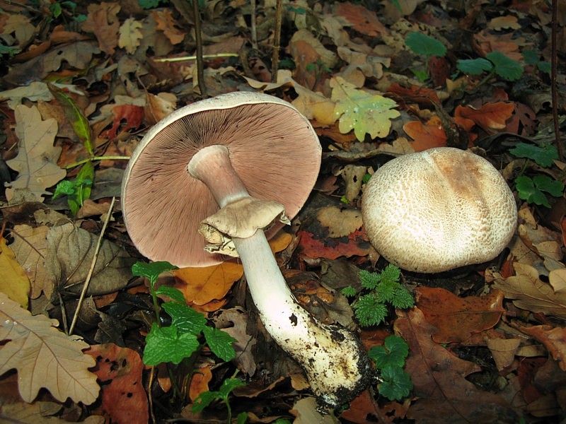 Agaricus phaeolepidotus (door Martijn Oud)