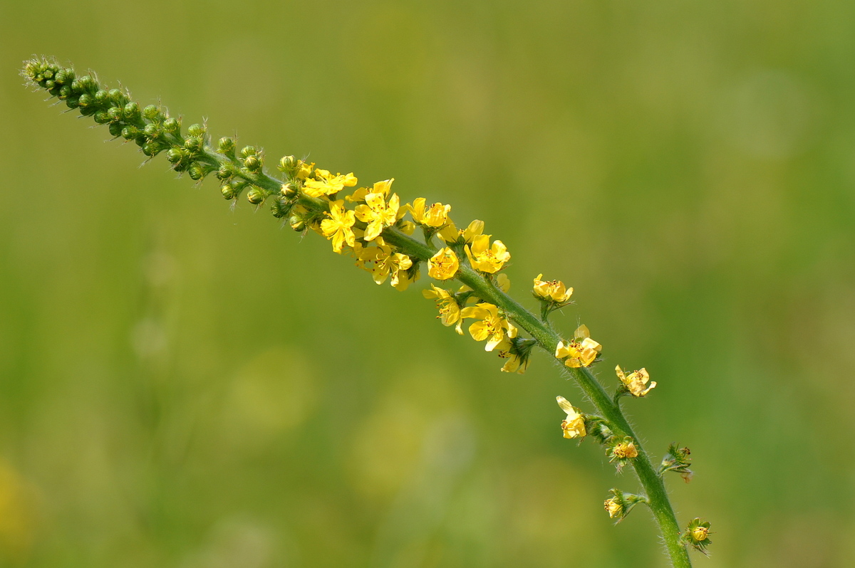 Agrimonia eupatoria (door Willie Riemsma)