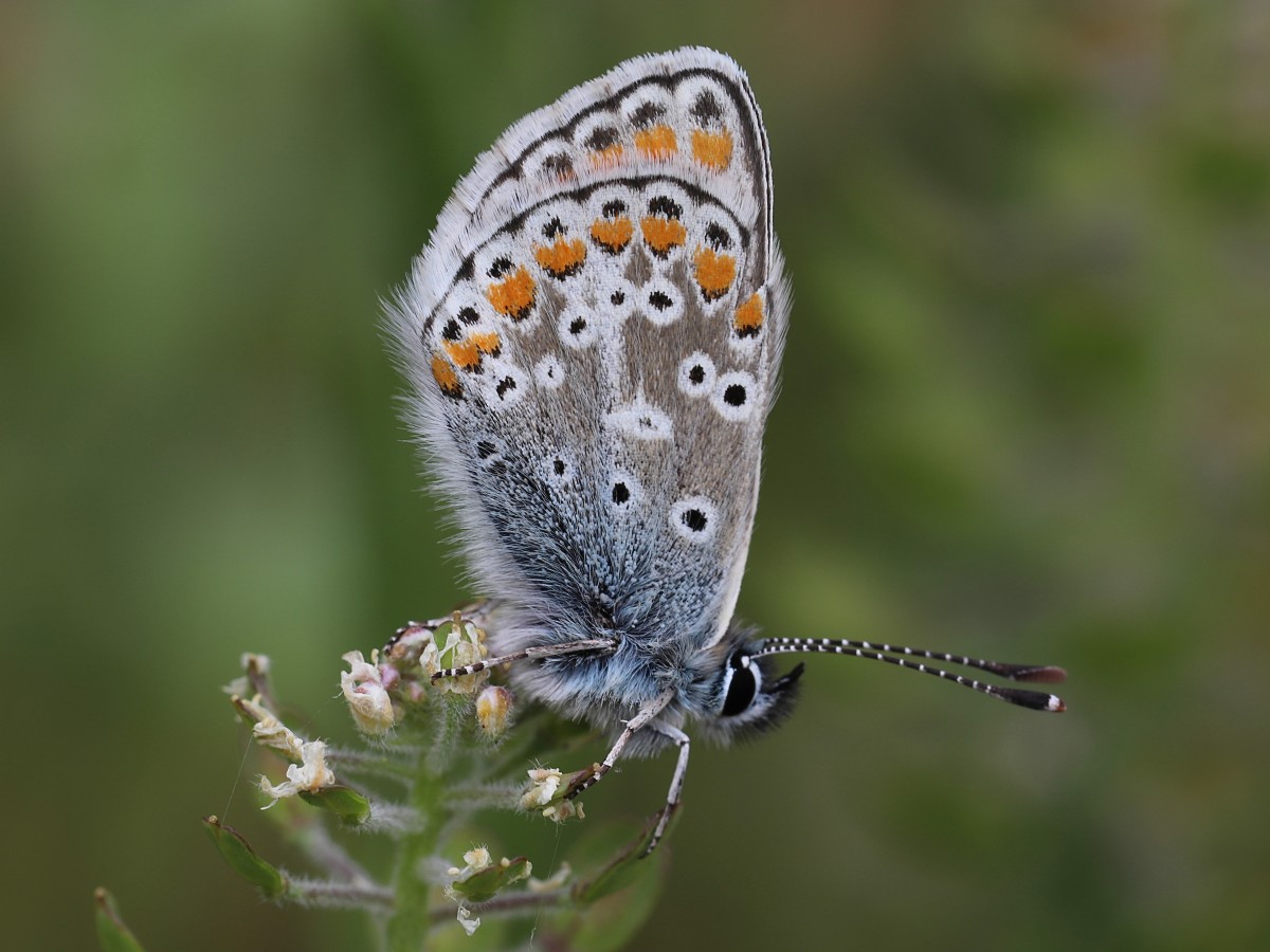 Aricia agestis (door Arjan de Groot)