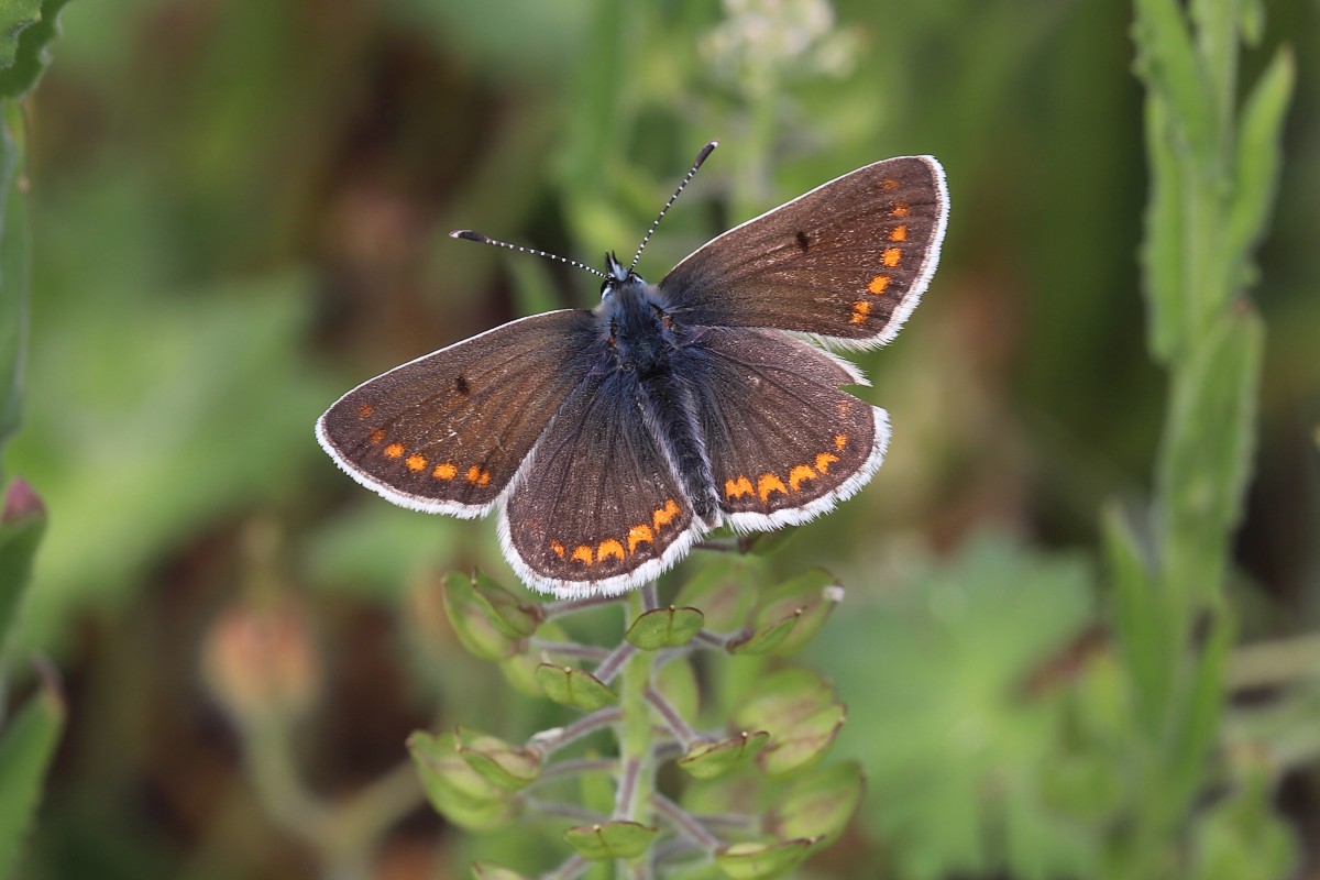 Aricia agestis (door Arjan de Groot)