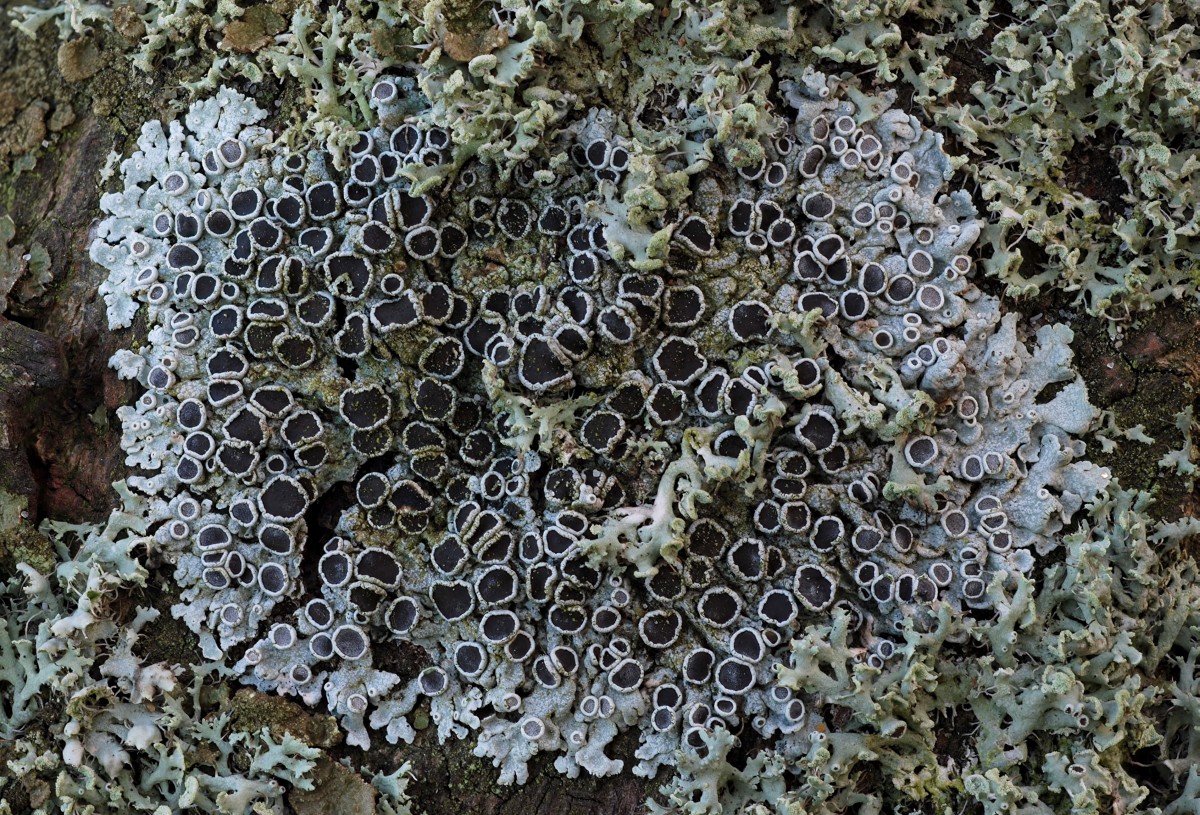 Physcia aipolia (door Arjan de Groot)