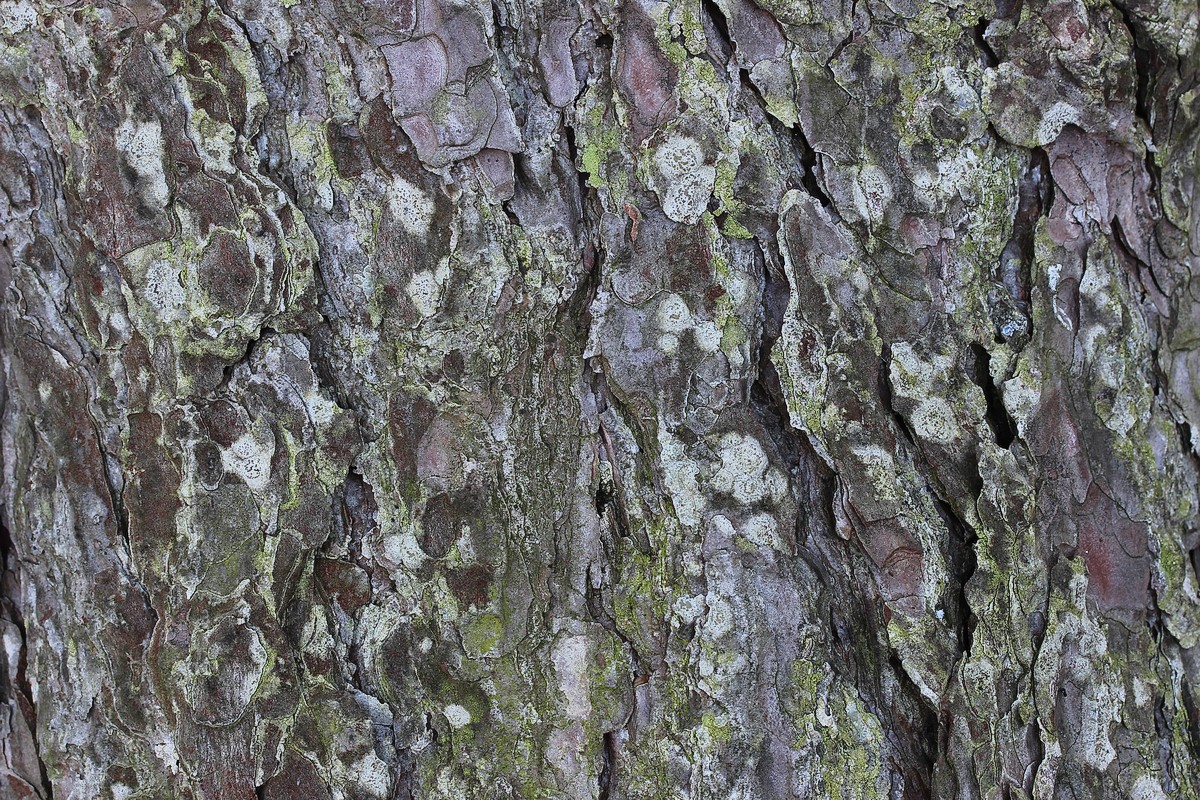 Lecanora aitema (door Arjan de Groot)