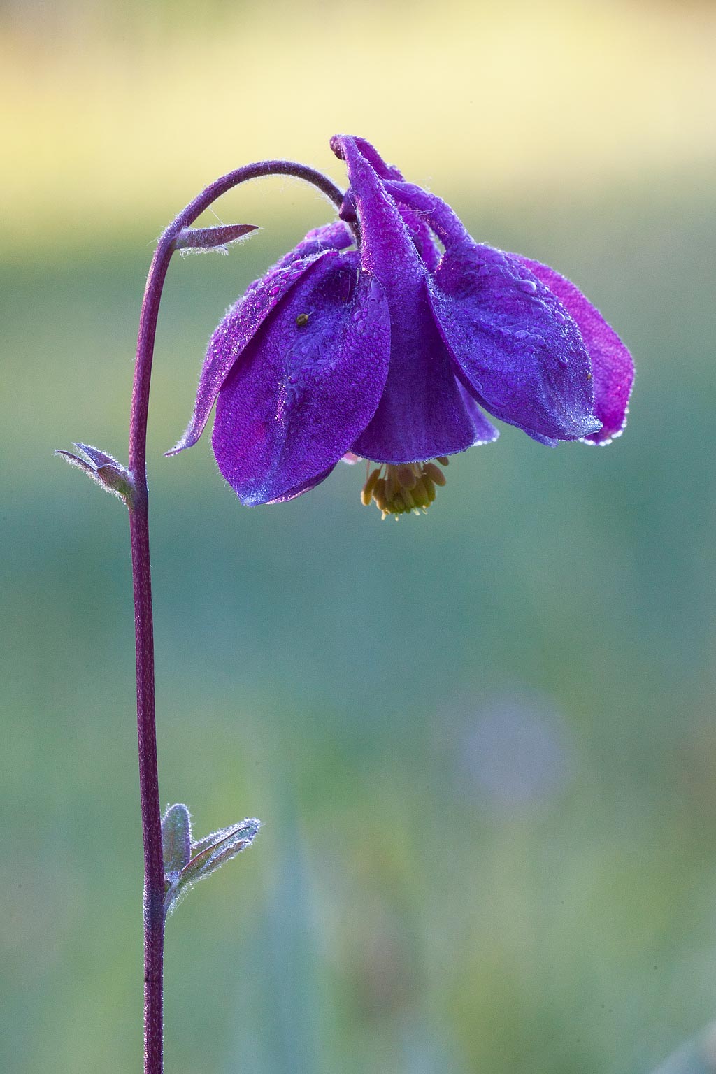 Aquilegia vulgaris (door John Breugelmans)