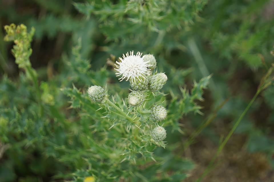 Cirsium arvense (door Jannie Adema)