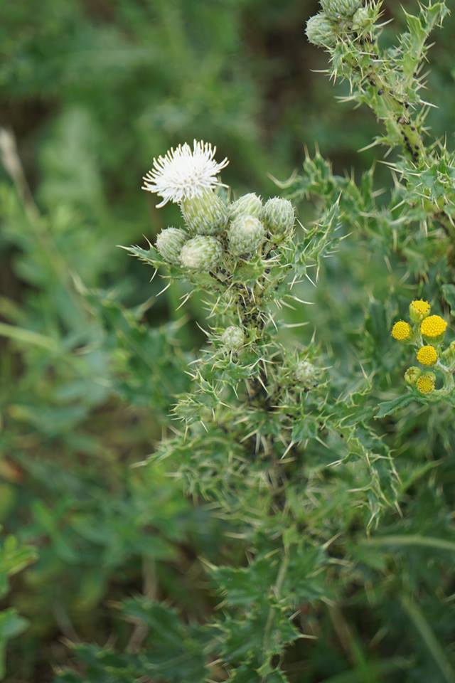 Cirsium arvense (door Jannie Adema)