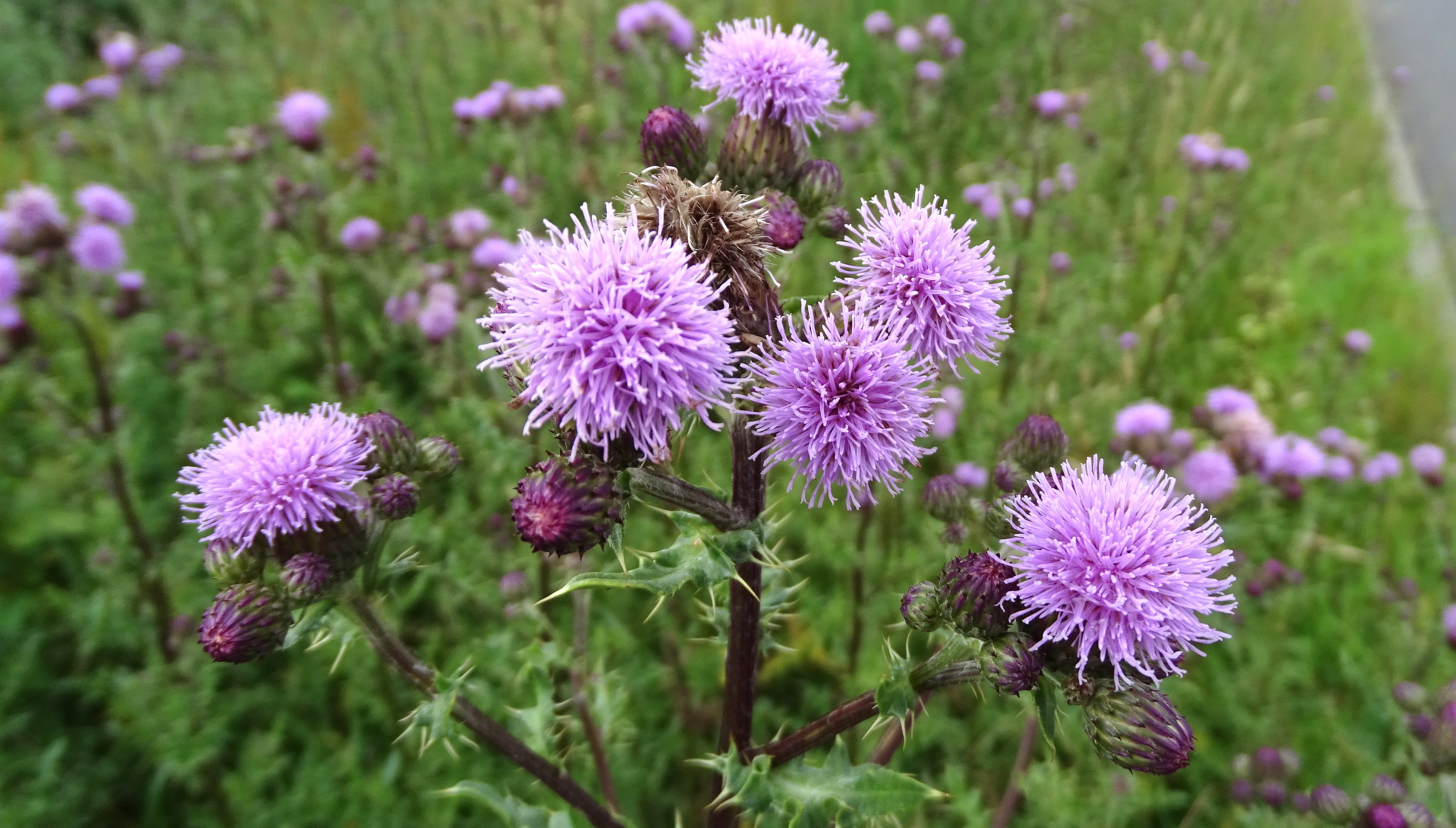 Cirsium arvense (door Bert Verbruggen)