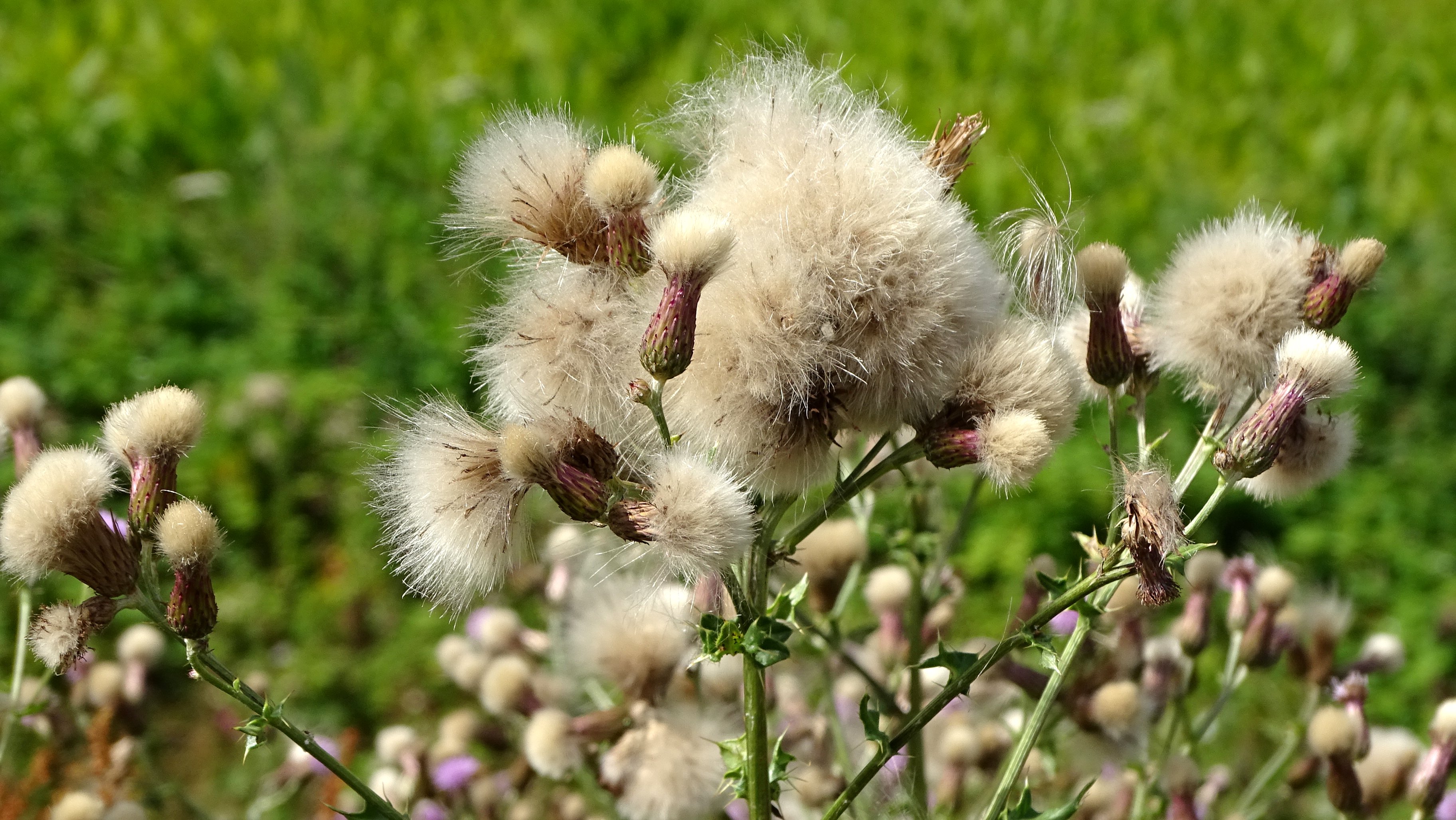 Cirsium arvense (door Bert Verbruggen)