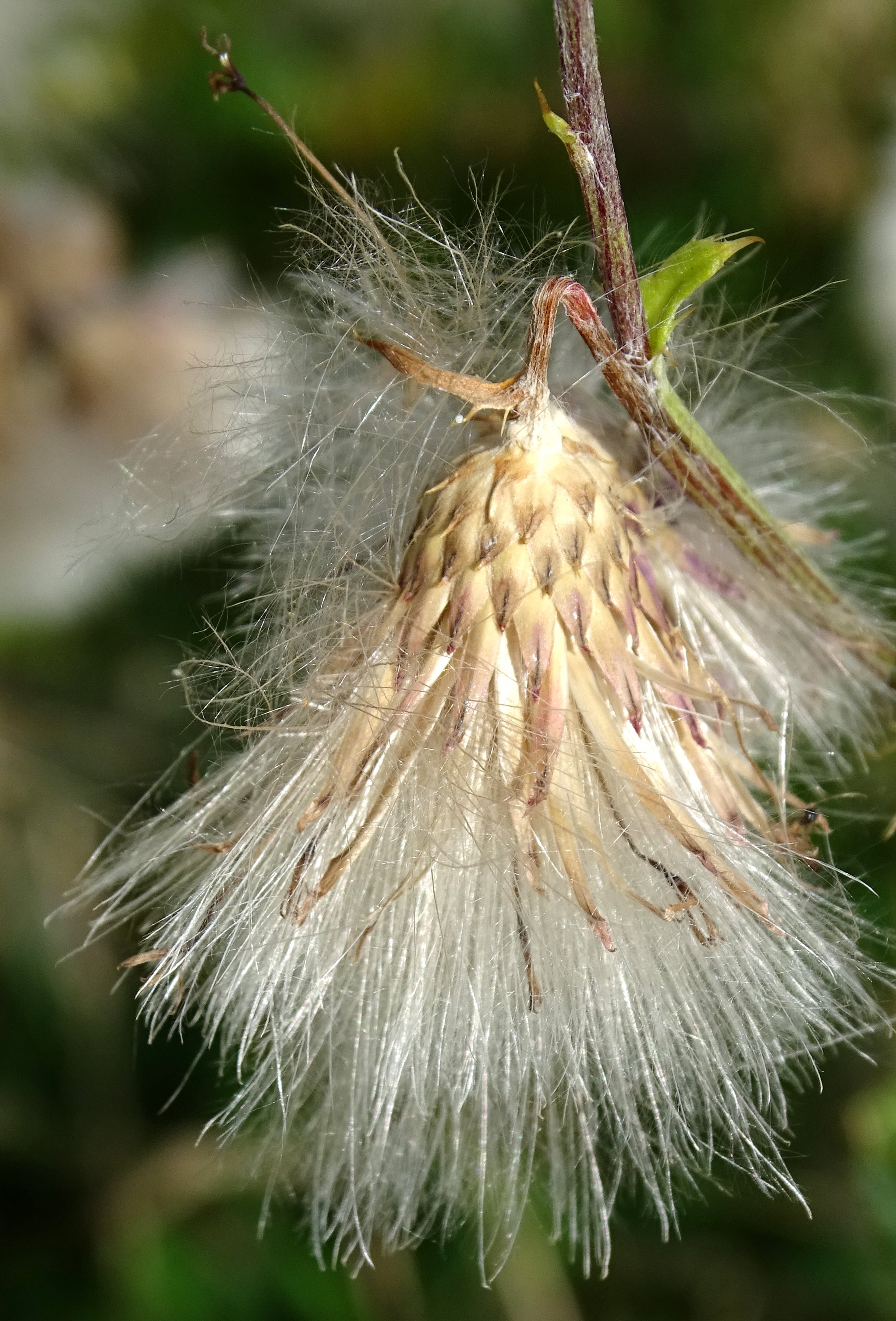 Cirsium arvense (door Bert Verbruggen)