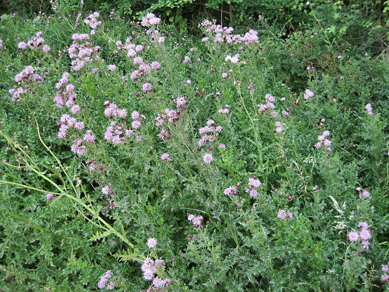 Cirsium arvense (door Grada Menting)