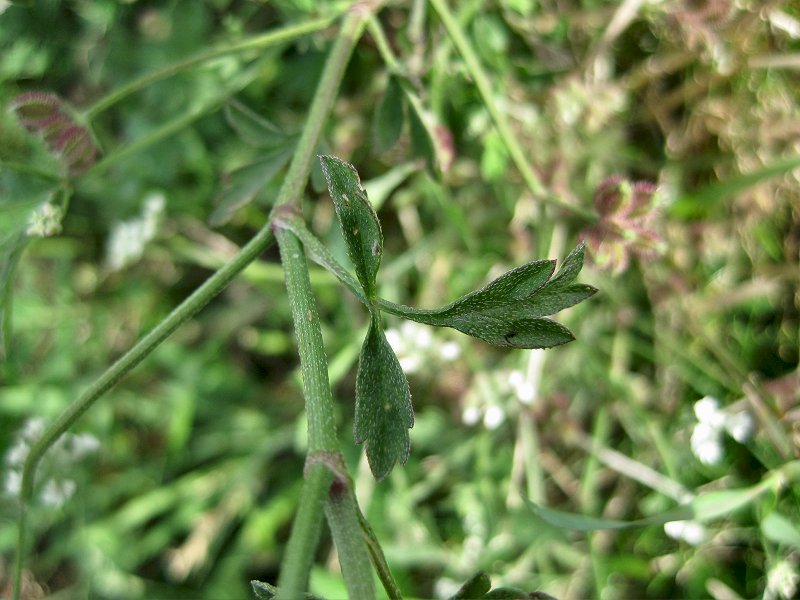 Torilis arvensis (door Grada Menting)