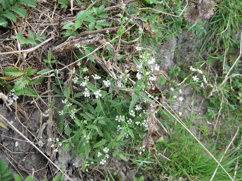 Torilis arvensis (door Grada Menting)