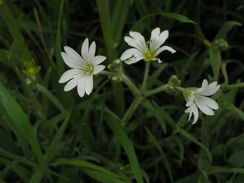 Cerastium arvense (door Grada Menting)