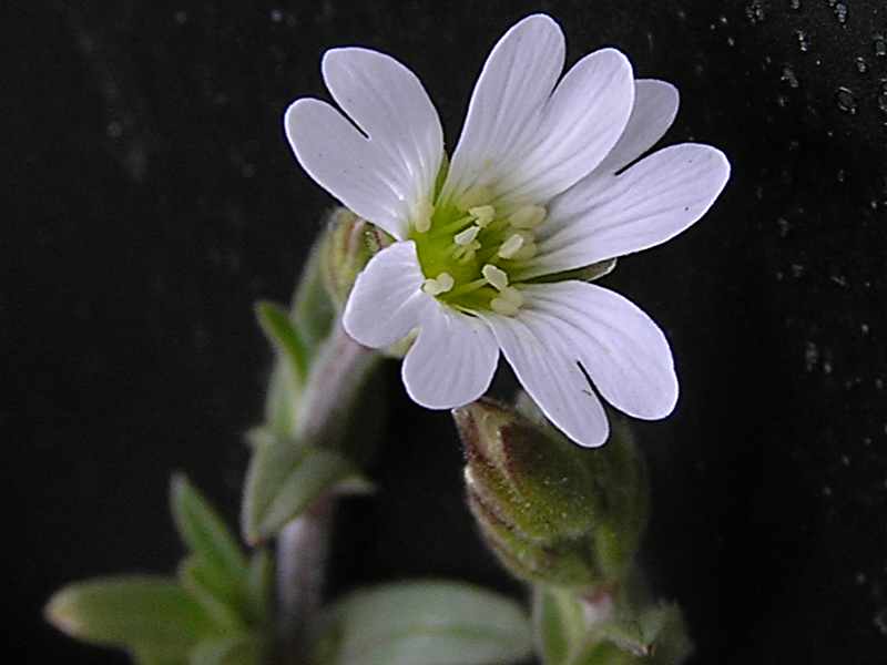 Cerastium arvense (door Grada Menting)