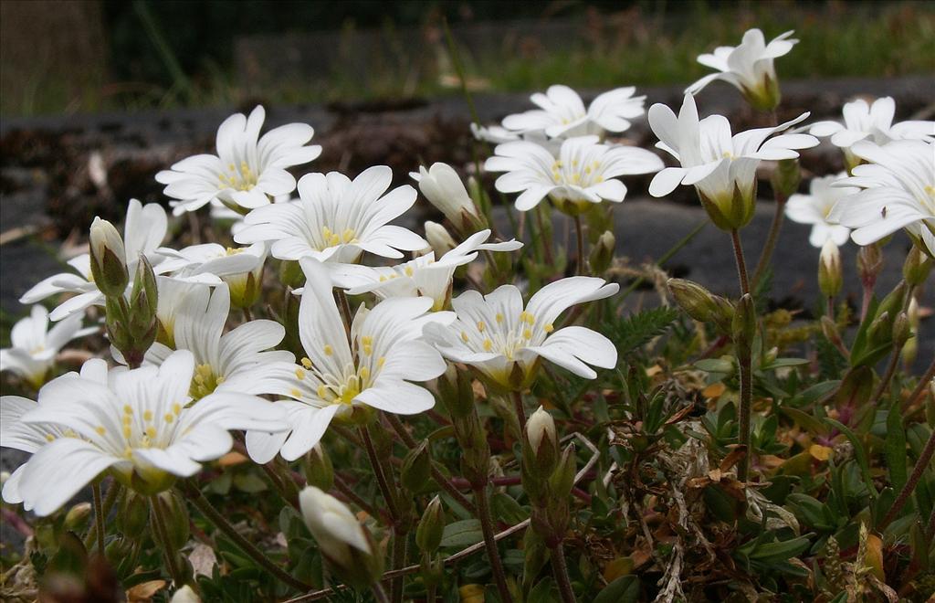 Cerastium arvense (door Han Beeuwkes)