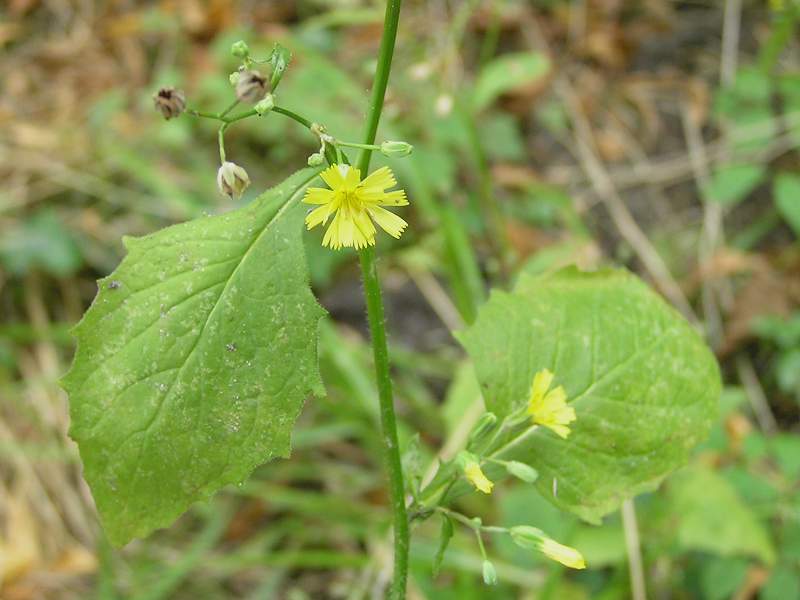 Lapsana communis (door Grada Menting)