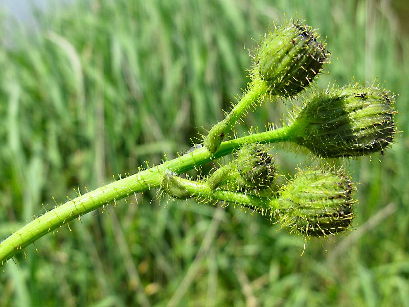 Sonchus arvensis var. arvensis (door Grada Menting)