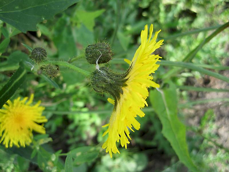 Sonchus arvensis var. arvensis (door Grada Menting)