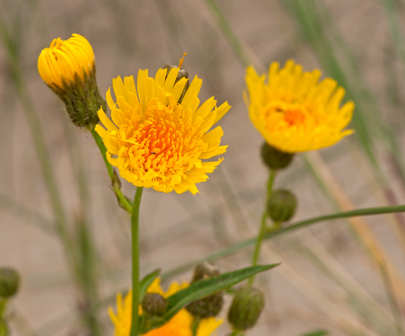 Sonchus arvensis var. maritimus (door Wijnand van Buuren)