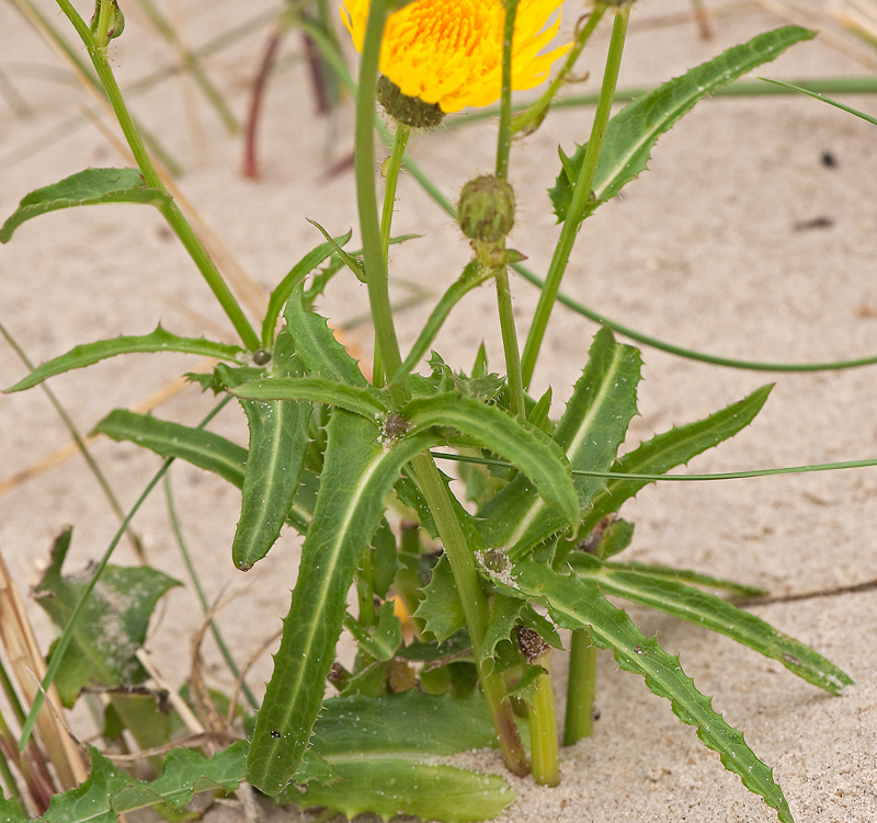 Sonchus arvensis var. maritimus (door Wijnand van Buuren)