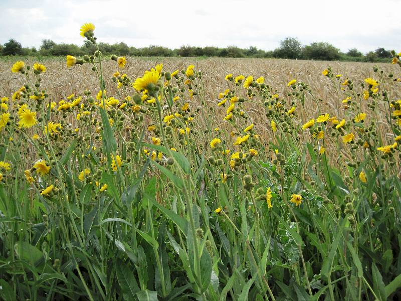 Sonchus arvensis var. arvensis (door Grada Menting)