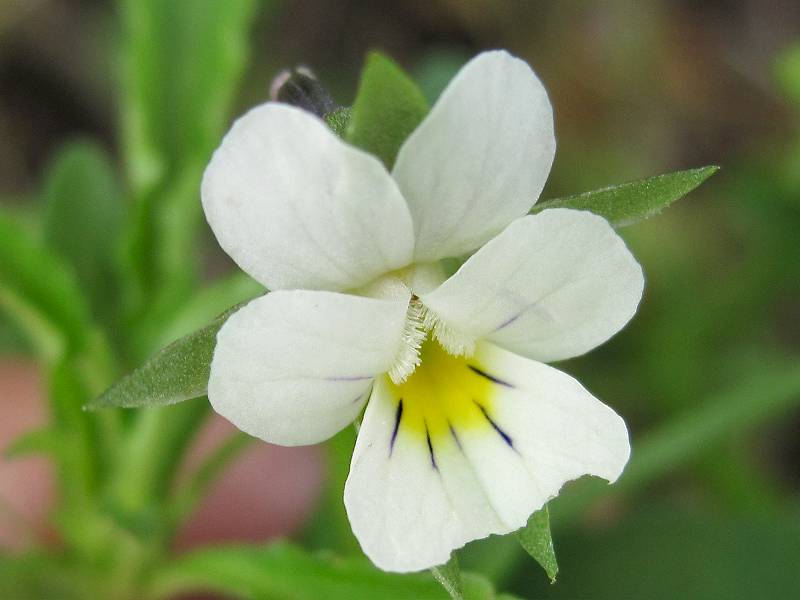 Viola arvensis (door Grada Menting)