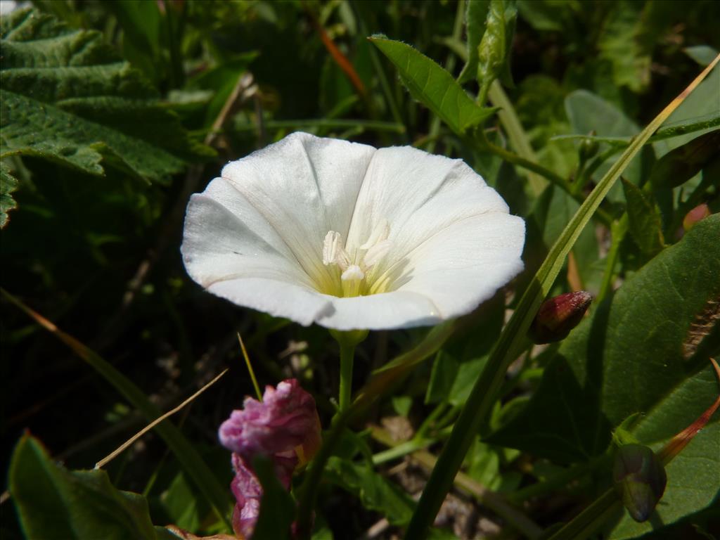 Convolvulus arvensis (door Koen van Zoest)