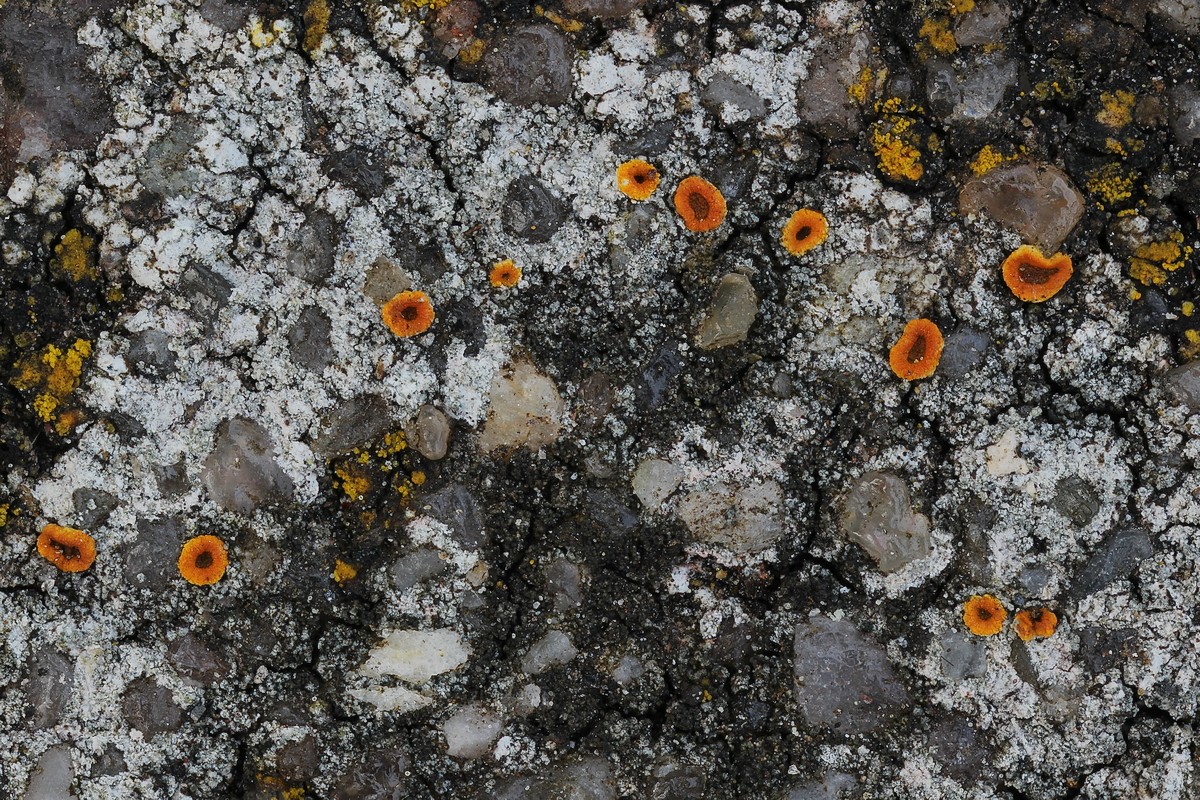 Pyrenodesmia albolutescens (door Arjan de Groot)