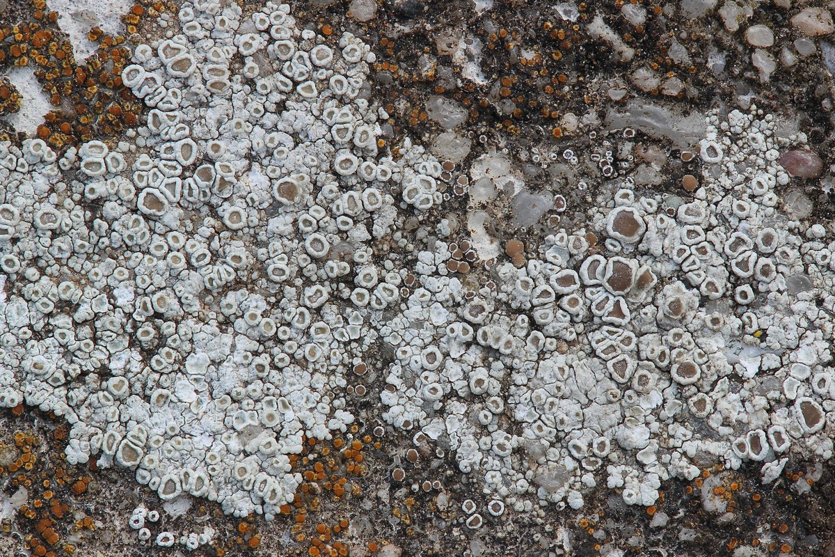 Lecanora albescens (door Arjan de Groot)