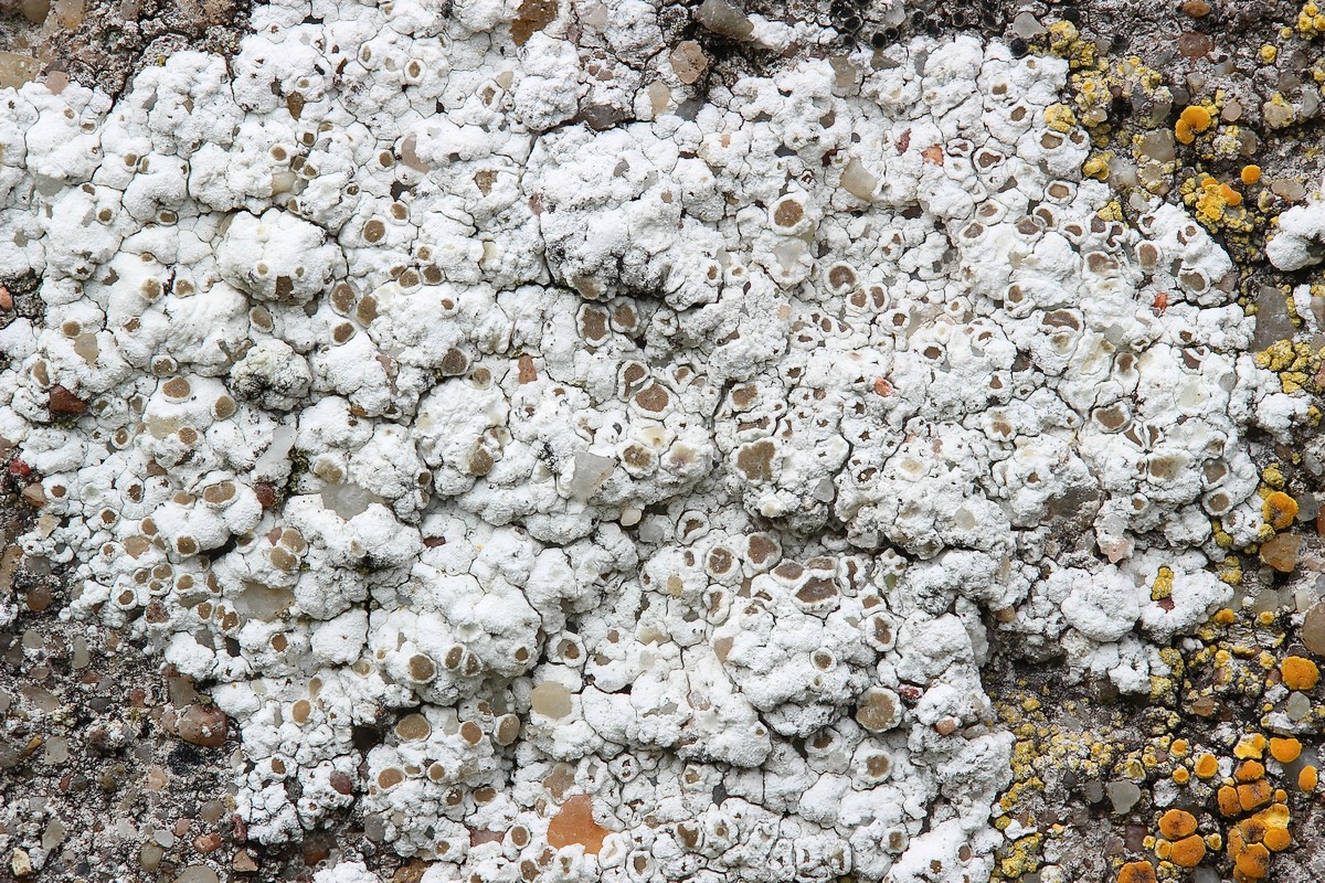 Lecanora albescens (door Arjan de Groot)